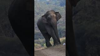 wildlifesafari raja ji tiger reserve chilla zone best elephant 🐘 sighting Uttarakhand Haridwar [upl. by Niret]