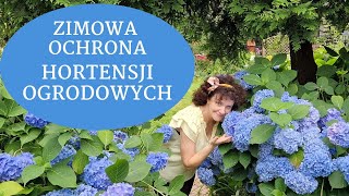 Jak zabezpieczyć hortensje ogrodowe na zimę Kiedy okrywać i jak przycinać hortensję ogrodową [upl. by Harewood]