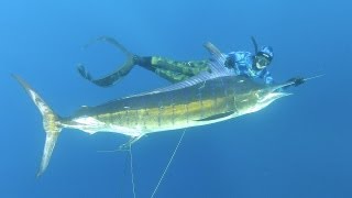 NEW Spearfishing World Record Striped Marlin womens [upl. by Neelyhtak]