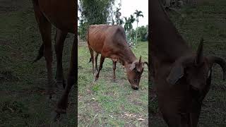 The Story of Cow Life in the Grassland [upl. by Cissie]