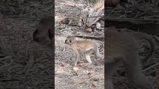 Singes vervets gourmands [upl. by Yeltrab]