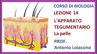 CORSO DI BIOLOGIA  Lezione 14  Lapparato Tegumentario [upl. by Nuhsed7]