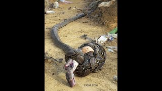 Watch Epic Battle Between King Cobra And Python Leaves Both Dead [upl. by Hauhsoj]