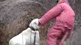 Dog fights Man defending 06  Central Asian shepherd  Timur [upl. by Orlosky]