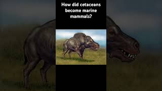 How did cetaceans grow as the heaviest living animals and become marine mammals whale evolution [upl. by Ellard]