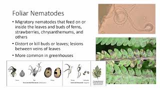 What are PlantParasitic Nematodes [upl. by Shirah]