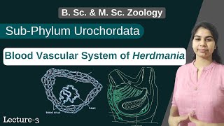 Herdmania  Blood Vascular System of Herdmania  In Hindi  B Sc amp M Sc  Zoology [upl. by Wenonah441]