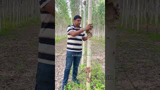 क्या Eucalyptus धरती को बंजर बनता है  eucalyptus microirrigation [upl. by Aurel]