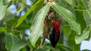 Scarlet backed flowerpecker 4K [upl. by Irmine]