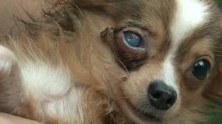 The Reality of Puppy Mills [upl. by Godrich]