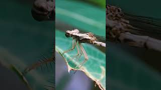 Capung jarum  Zygoptera macrophotography nature reels animals videoshort shortvideo wildlife [upl. by Aviva]