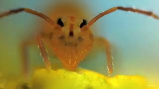 1mm sized Globular Springtail [upl. by Ennayr869]