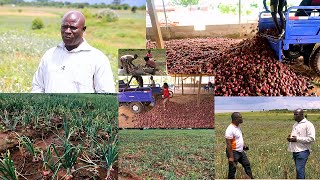 300 ACRE LAND OF ONION FARM OWNED BY CoP MEMBER ELDER MICHAEL BAAH [upl. by Ferino]