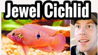 Jewel Cichlid Tank Care  Species Profile [upl. by Anaxor]