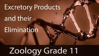 Excretion amp Osmoregulation  Excretory Products amp Their Elimination  Introduction  Part 1 [upl. by Savina844]