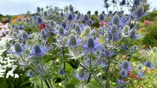 Eryngium Victory Blue sea holly  FarmerGracycouk [upl. by Demeyer]