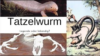 Die Legende des Tatzelwurm Kryptozoologie [upl. by Leopold]