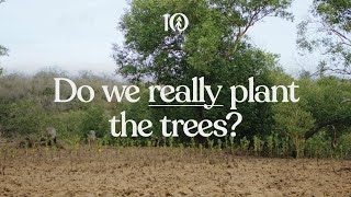 Do we really plant the trees [upl. by Scribner632]