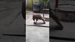 Makan makan birds alapalap burung birdofprey short [upl. by Elisha832]