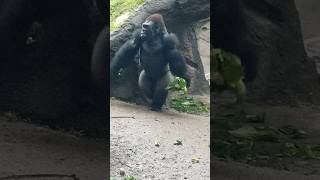 Zola doesnt pump iron gorilla shorts DallasZoo [upl. by Negaet846]