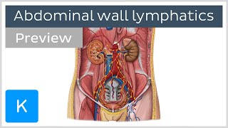 Lymphatics of the posterior abdominal wall preview  Human Anatomy  Kenhub [upl. by Pugh289]