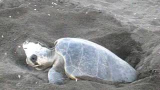 Playa Ostional  Olive Ridley Lepidochelys olivacea sea turtle digging a nest [upl. by Ettellocin216]