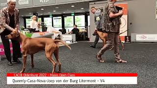 Rhodesian Ridgeback Show 2022 [upl. by Akinuahs]