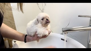 Puppies FIVE weeks after they were BORN Royal Pekingese🐶🐶🐶 [upl. by Faline]