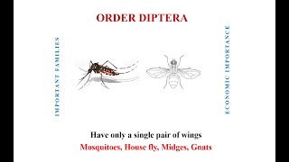 Biting Flies of Order Diptera [upl. by Chilt]