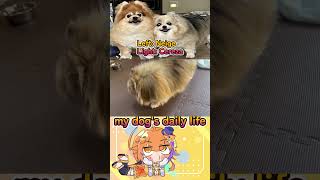 【Dog】My dogs daily life Day3 shorts 犬 pomeranian [upl. by Yenffad]