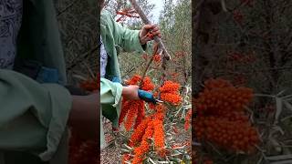 Sea Buckthorn Harvest satisfyingshot [upl. by Griffis]