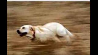 Very fast dog running at incredibly hihg speed [upl. by Freemon]