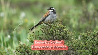 O canto da Escrevedeira tibetana  Emberiza koslowi [upl. by Lantha890]