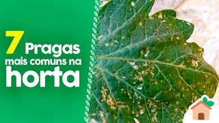 7 PRAGAS mais comuns na HORTA SAIBA IDENTIFICAR [upl. by Tana]