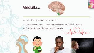 Hindbrain  Pons  Medulla  cerebellum  In English language  by Dear Knowledge [upl. by Sasnak]