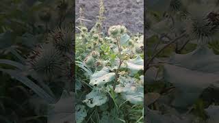 große Klette Arctium lappa shorts naturgarten [upl. by Lenni]