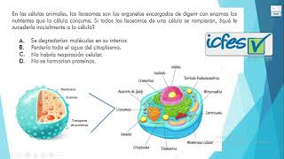 Pregunta de Biología tipo examen ICFES  La Célula y sus Lisosomas [upl. by Ydnirb862]