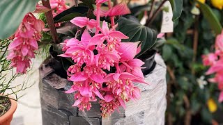 Medinilla Magnifica Plant Care  How to Grow Exotic Medinilla Plants  Plant Care Tips [upl. by Akimak293]