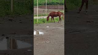 GOOD HORSE EATING horse eating verysatisfying trendingshorts animals asmr [upl. by Aldis499]