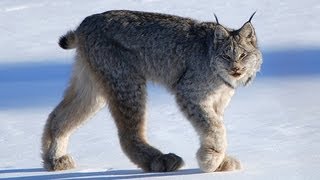 CANADIAN LYNX  Amazing Animal Species [upl. by Mian]