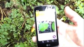 Plantnet Plant Identification App Review Plant ID App TestDoes it Work [upl. by Eocsor]