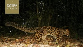 Rare Asian golden cats spotted in western China [upl. by Yolanthe]