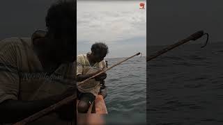 Blacktip Trevally Caught Using Live Baits fishing fishingvideo fishingtime [upl. by Carlita]