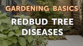 Redbud Tree Diseases [upl. by Esinal]