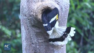 Great hornbill builds nest in tiny tree hollow [upl. by Atnoled]