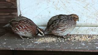 Bobwhite Quail  male and female pair in normal colours [upl. by Presley]