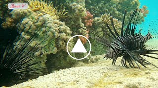 Reconnaître les poissons Pterois volitans Rascasse volante poisson scorpion ou poisson lion [upl. by Crofoot286]