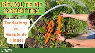 Récolte et Culture des Carottes Techniques et Astuces pour des Récoltes Abondantes [upl. by Atikin136]