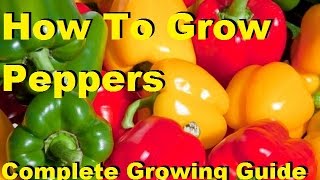 How To Grow Peppers  Complete Growing Guide [upl. by Akitahs]