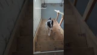 Australian shepherd puppy goes in circles while struggling to use stairs [upl. by Eisac]